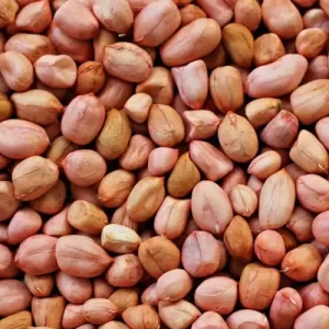 Groundnut